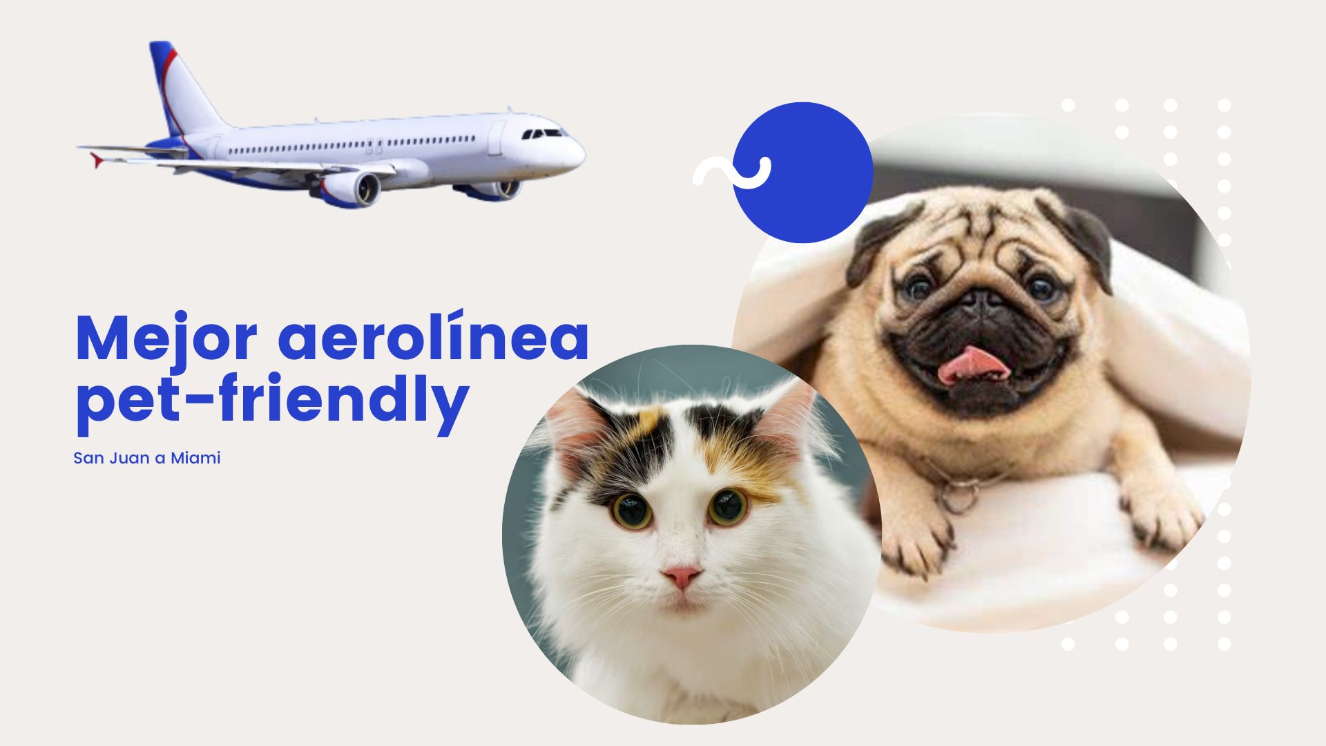 Best Pet-Friendly Airline from San Juan a Miami