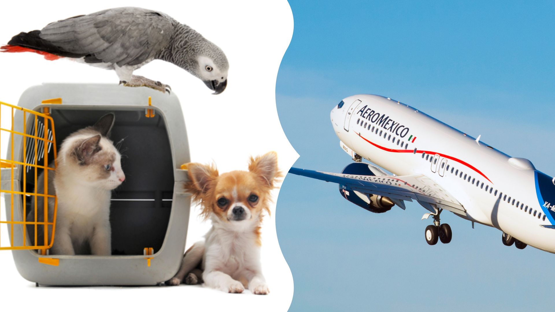 Pet-Friendly Airlines and Policies for Mexico to New York Travel