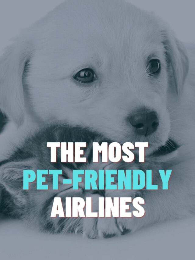 Top 10 Pet-Friendly Flights