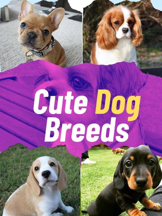 10 Most Adorable Dog Breeds