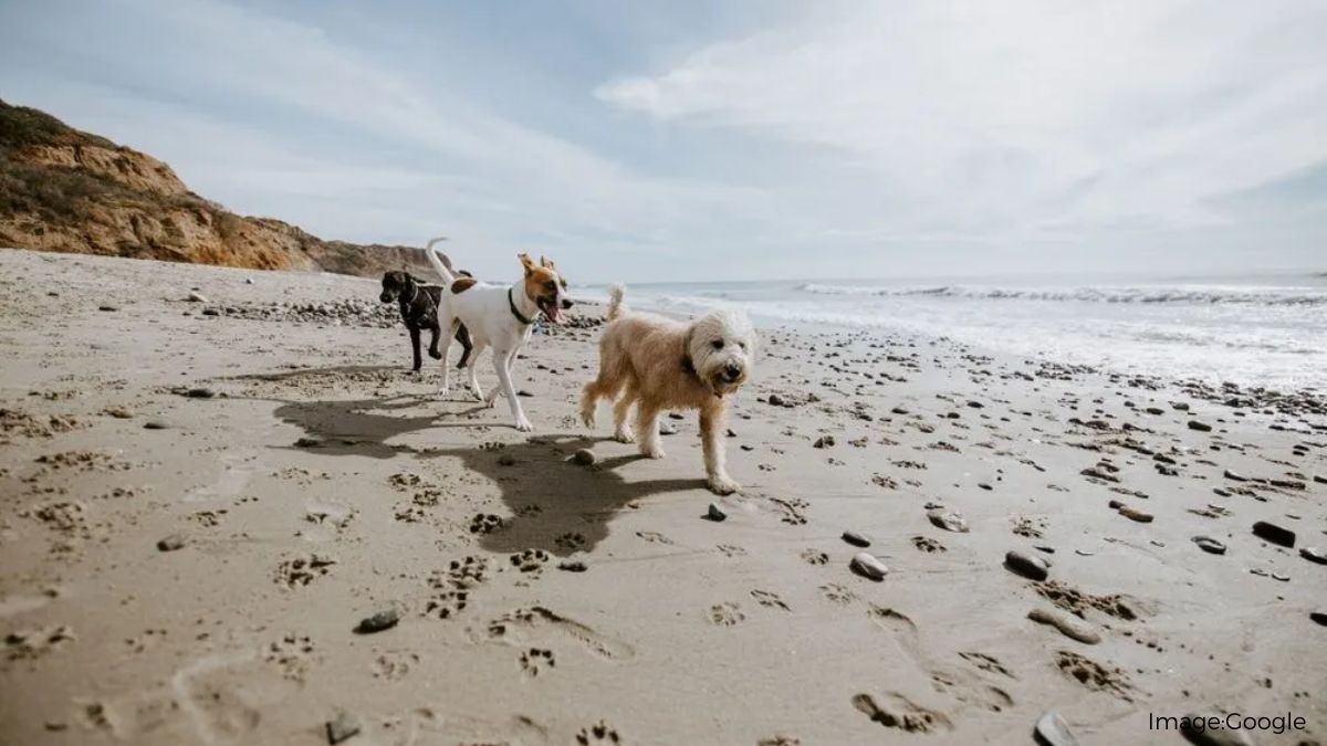 pet-friendly cites in the united states
