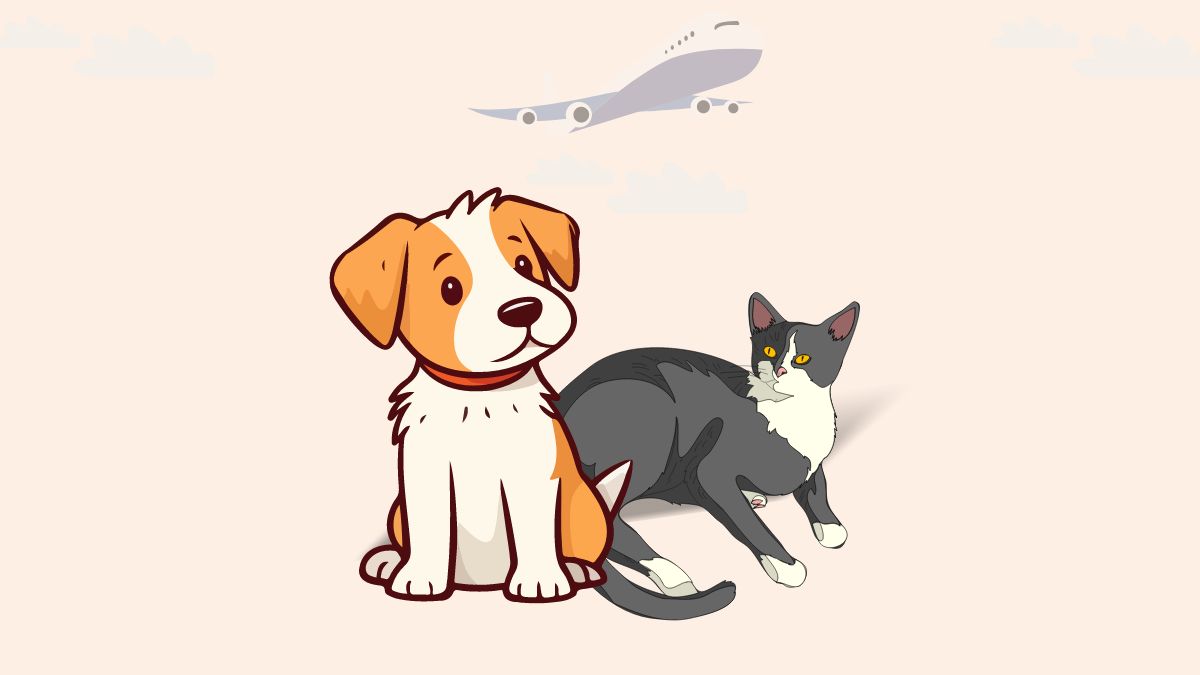 Most Pet-Friendly Airlines and Their Pet Travel Policies