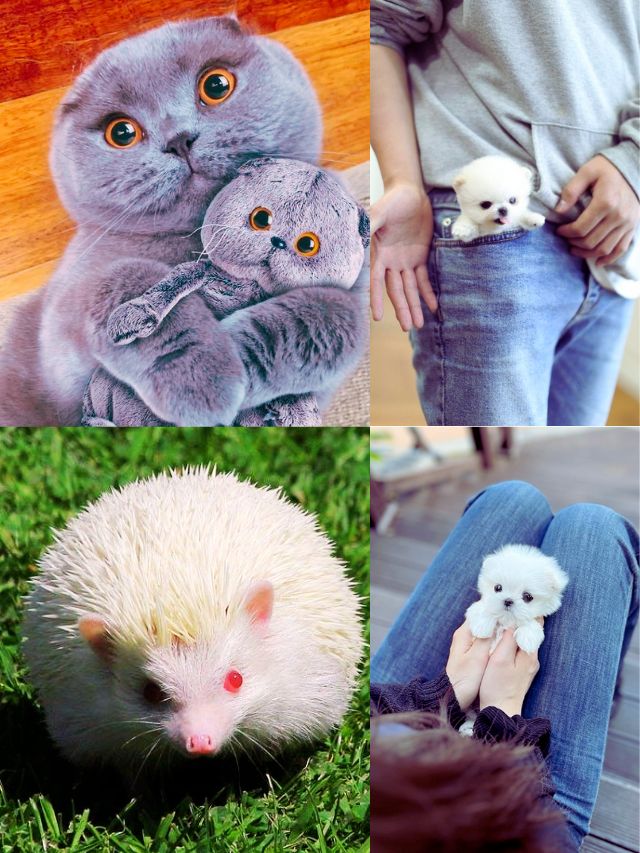 top 10 cutest pets